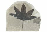 Fossil Leaf Plate - Green River Formation, Utah #282364-1